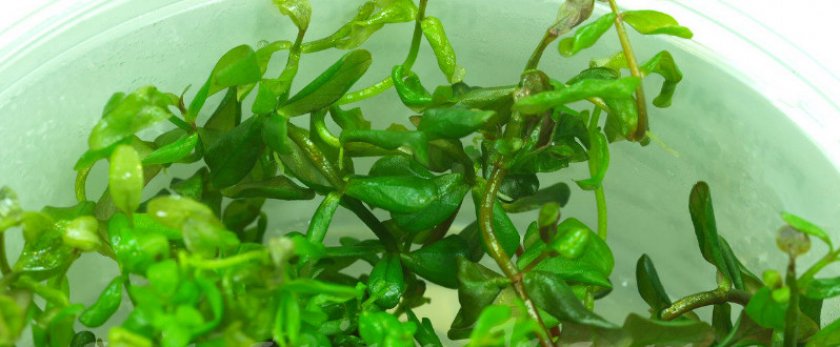 зелёная ротала макрандра