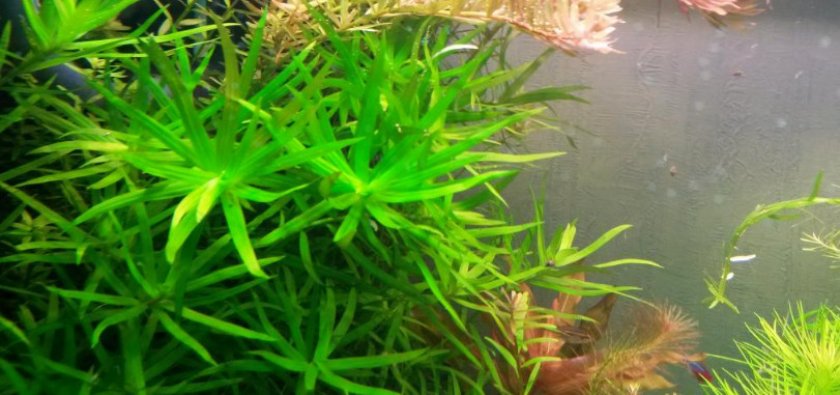 узколистная зелёная ротала