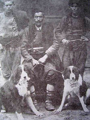 Болгарские овчарки