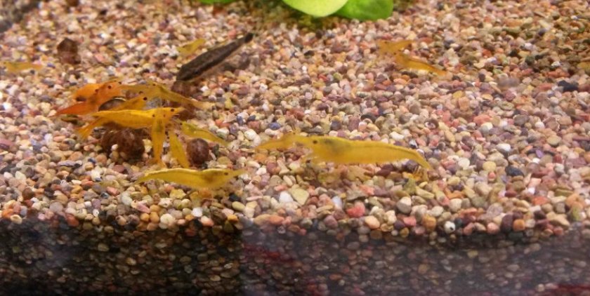 почва для аквариума