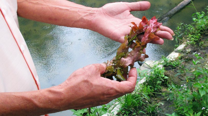 Ротала макрандра