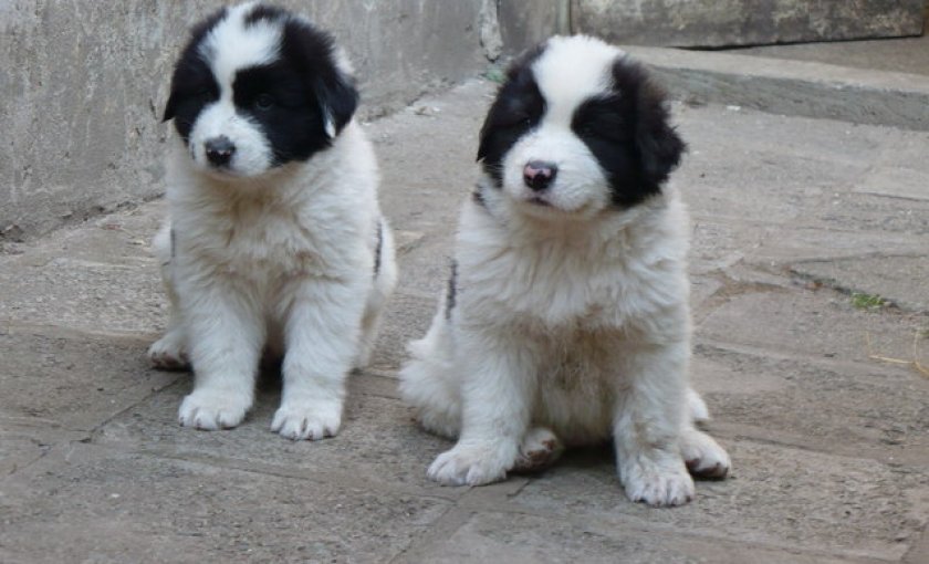 Щенки болгарской овчарки