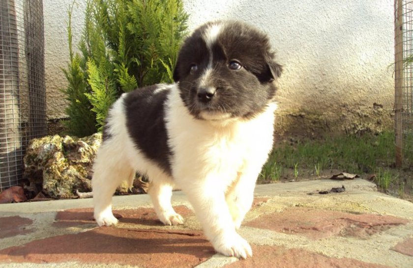 Щенок каракачанской собаки