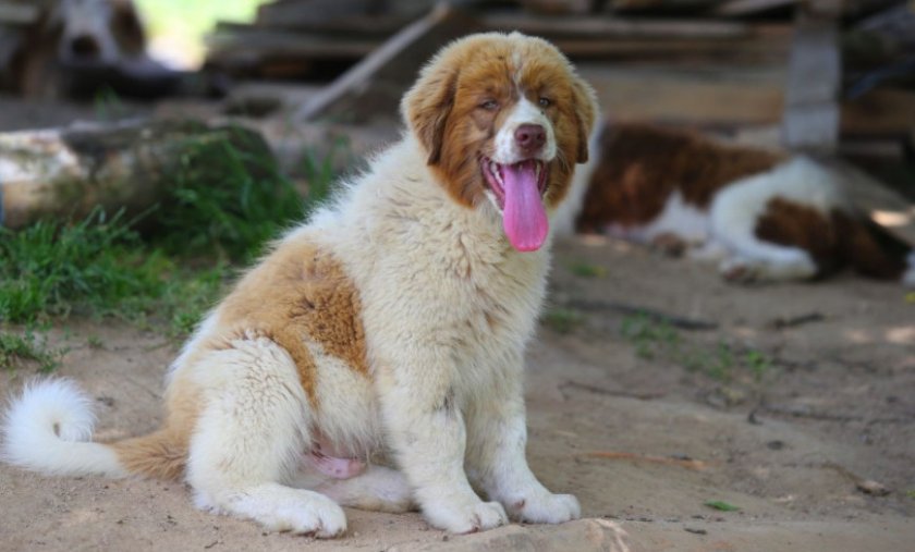 Каракачанская собака