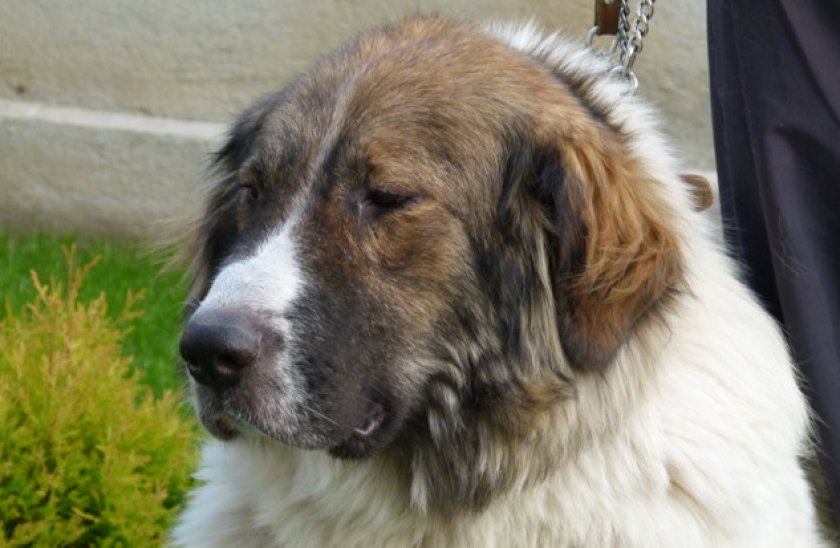 Болгарская овчарка