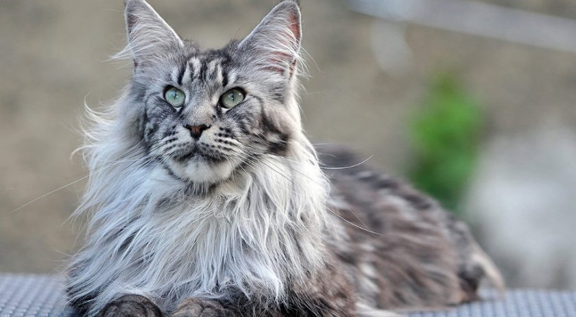 мейн кун табби