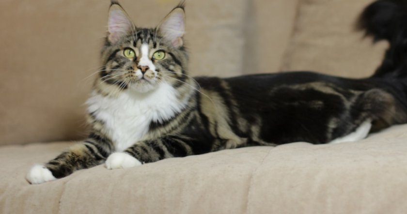 мейн кун пятнистый мейн кун пятнистый