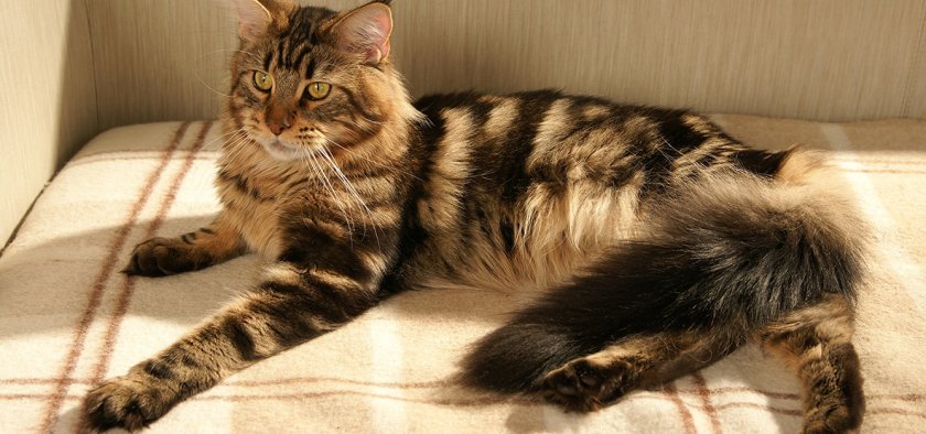 Тигровый Тигровый