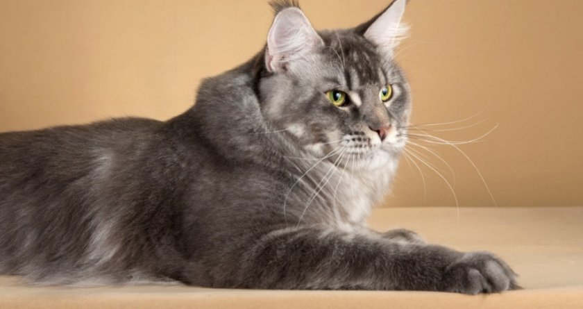 мейн кун тикированный