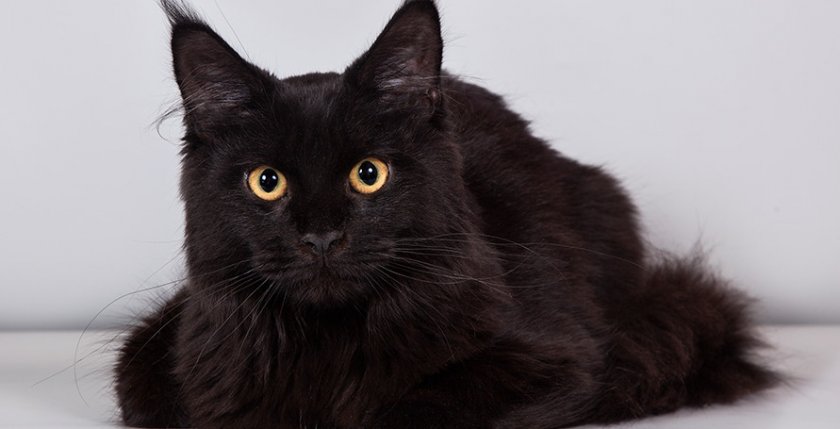 мейн кун черный мейн кун черный