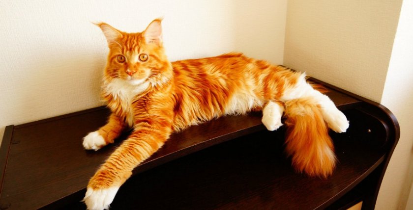 мейн кун рыжий