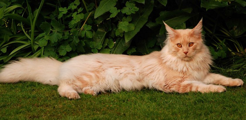 мейн кун кремовый мейн кун кремовый