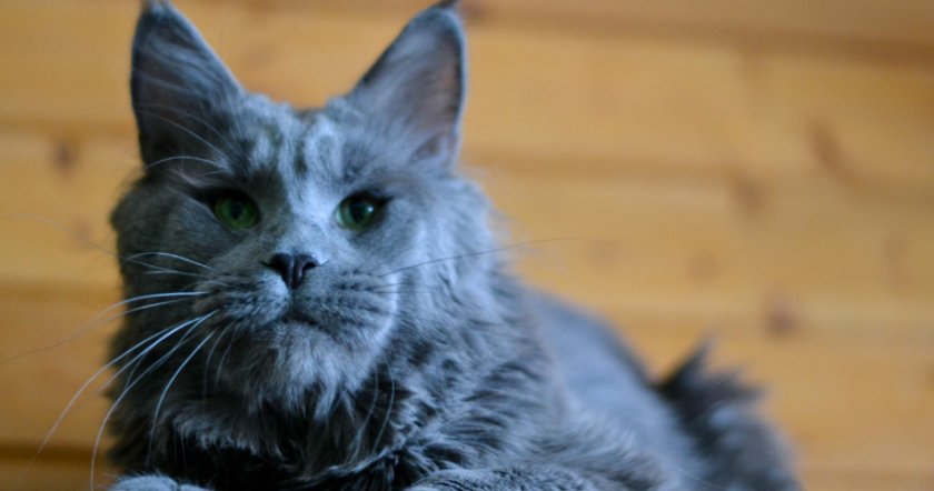 мейн кун голубой мейн кун голубой