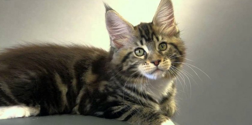 мейн кун мраморный мейн кун мраморный