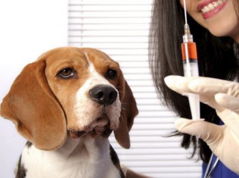 Прививки собакам по возрасту: когда и какие прививки делать питомцу?