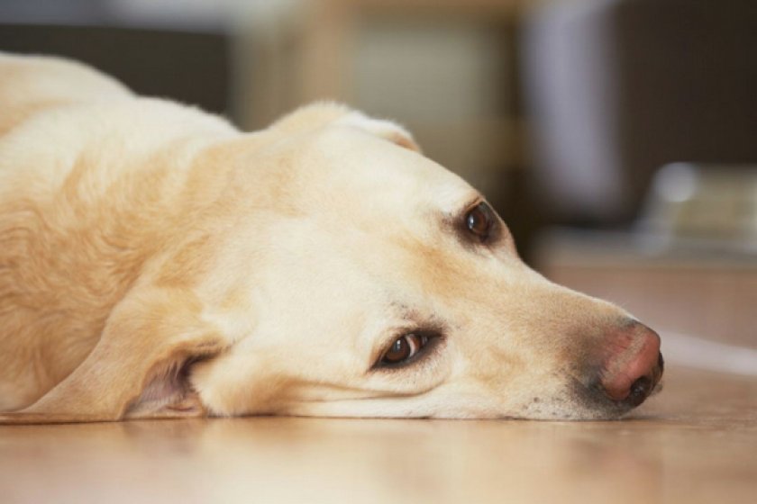 Собака Собака