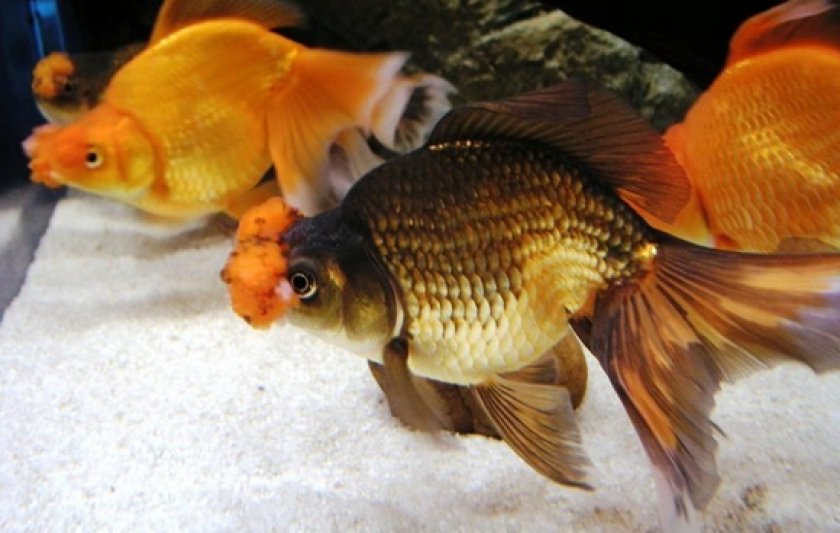 Золотые Рыбки Фото С Названиями