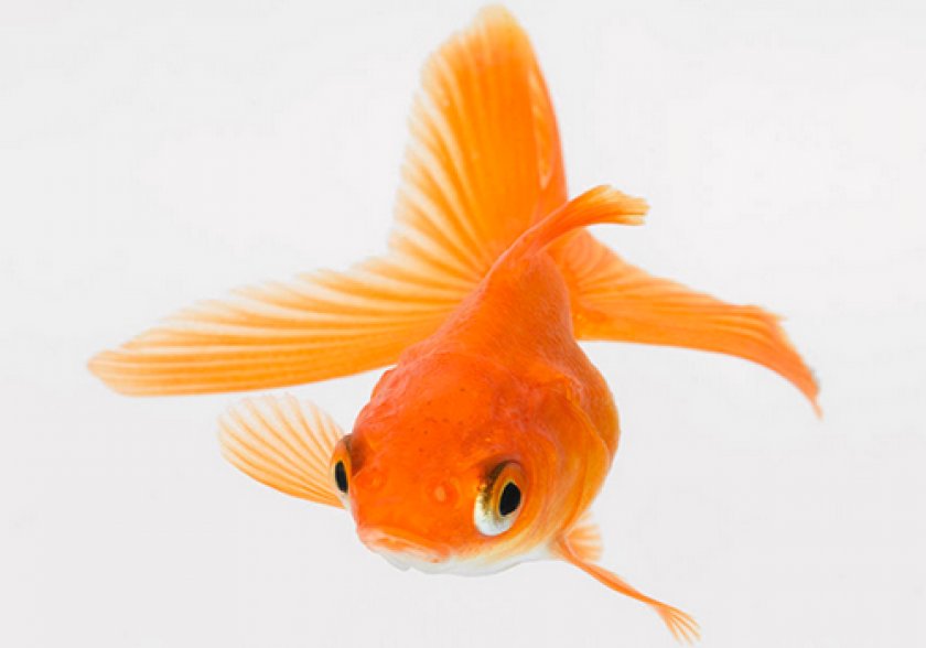 Веерохвост