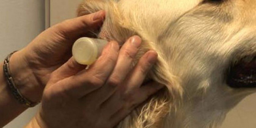 лекарство от лишая