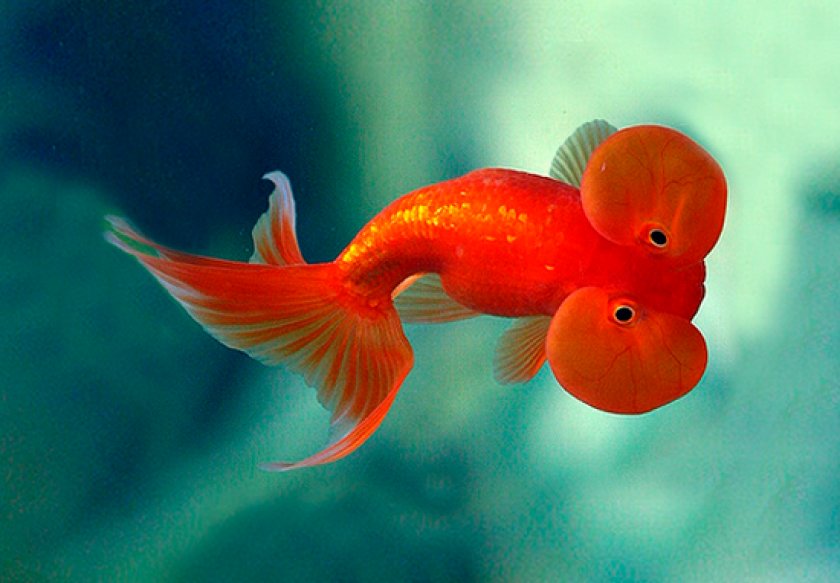 золотые рыбки