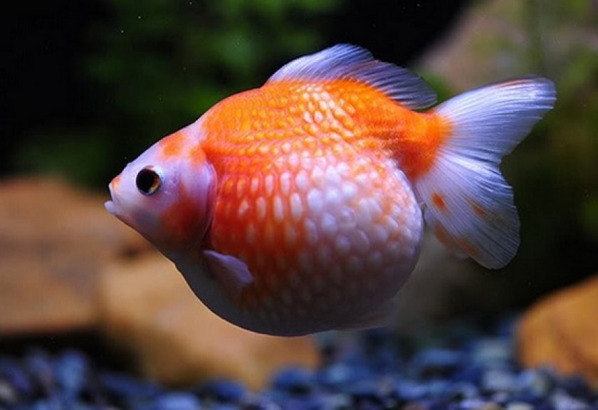 золотые рыбки