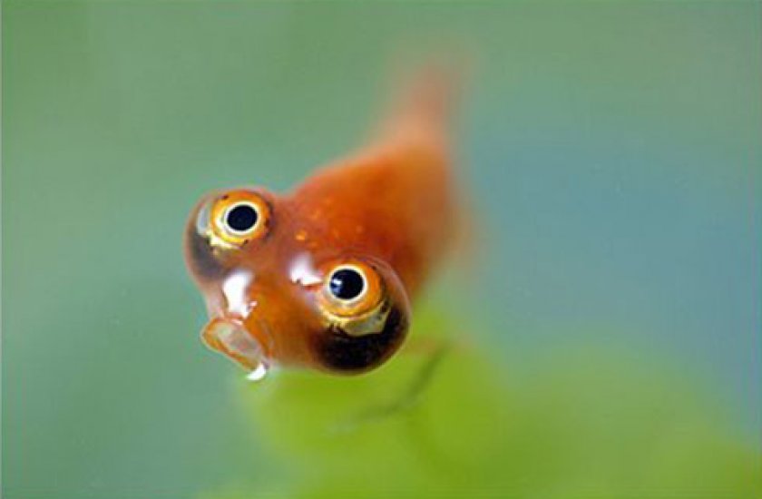 золотые рыбки