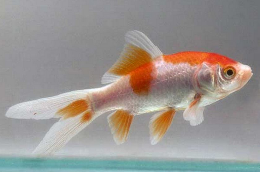 золотые рыбки