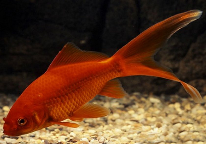 золотые рыбки