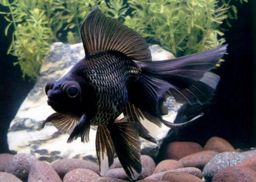 золотые рыбки