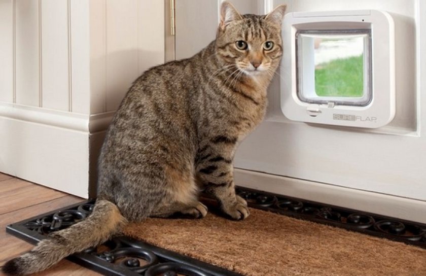 Ошейники для котов