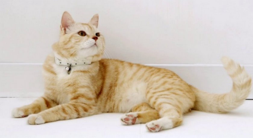 Ошейники для котов