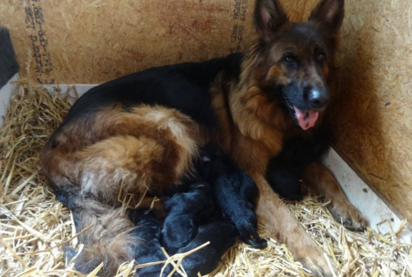 Овчарка со щенками