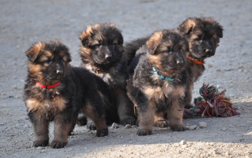 Щенки длинношерстной немецкой овчарки