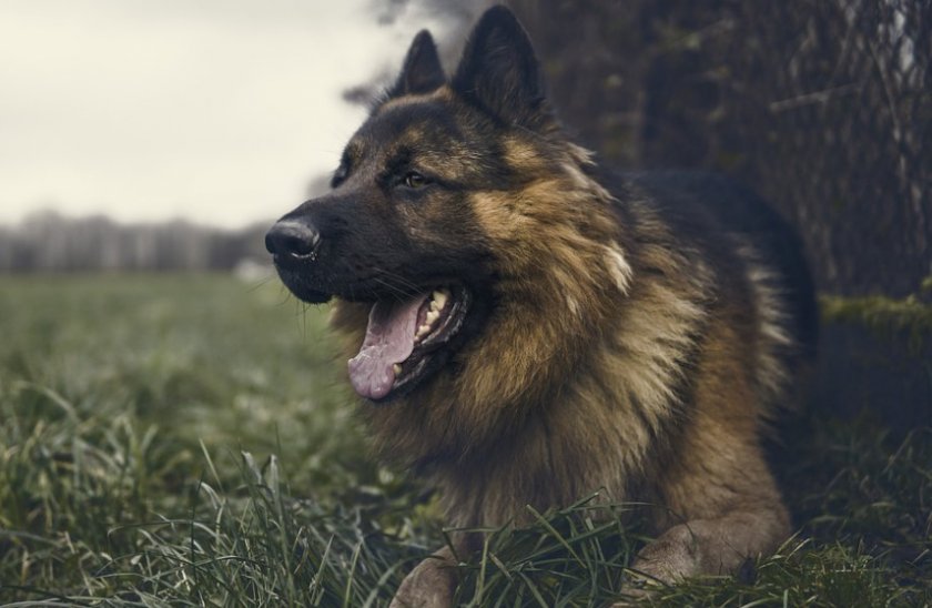 Немецкая длинношерстная овчарка