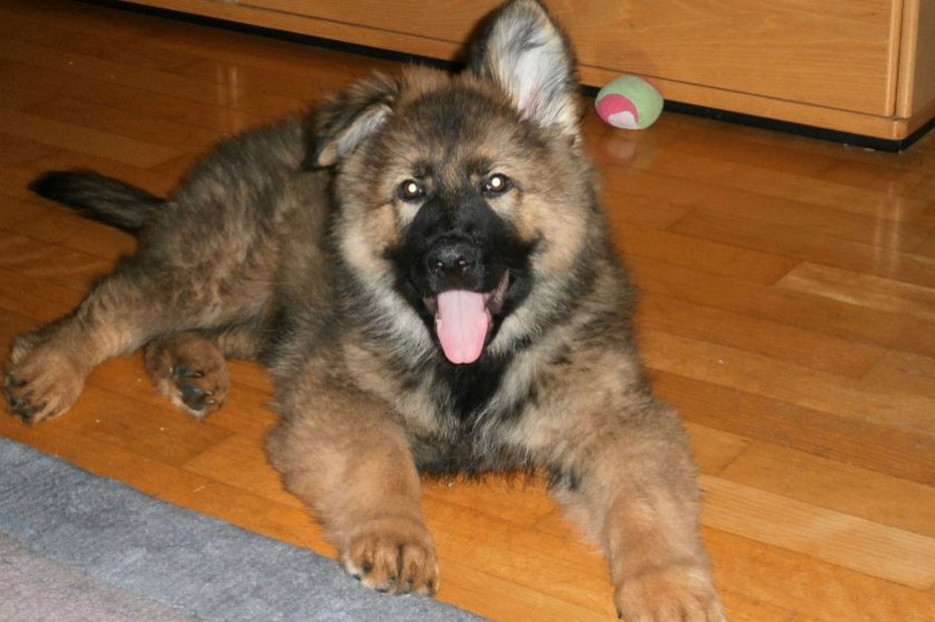 Содержание в квартире