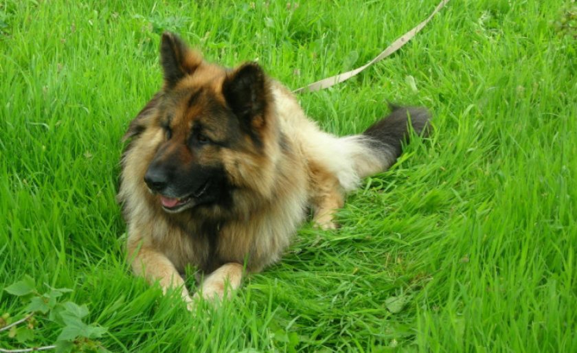 Немецкая длинношерстная овчарка