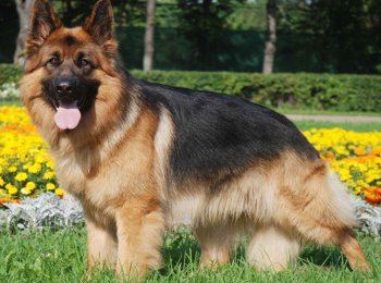 Верная и отважная: знакомимся с пушистой разновидностью немецкой овчарки