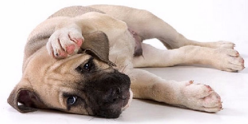 лечения собак