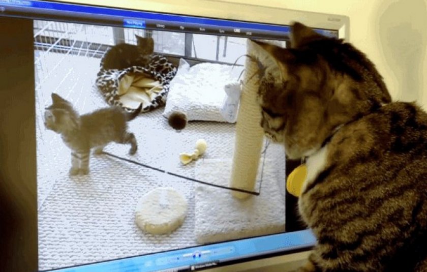 Лучшее видео для кошек: топ 10 игр на экране компьютера или планшета для  вашего питомца