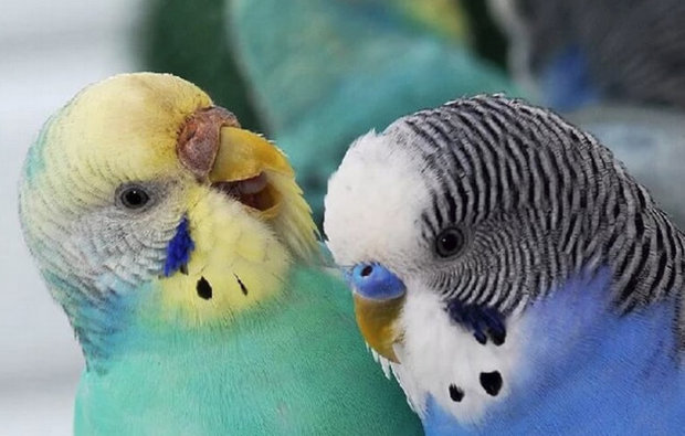 Ухаживания самца Ухаживания самца