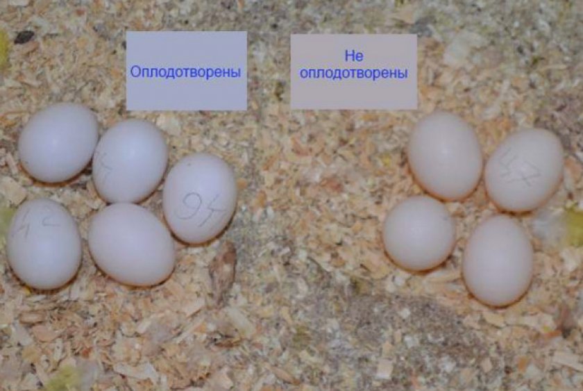 Корелла несет яйца. Неоплодотворенные яйца волнистых попугаев. Яйца попугая корелла. Выглядит яйцо волнистых попугаев.