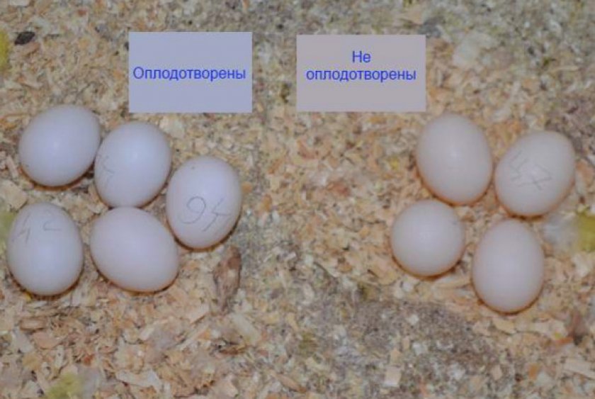 Волнистые попугаи несут яйца. Неоплодотворенные яйца волнистых попугаев. Яйца попугая корелла. Выглядит яйцо волнистых попугаев. Корелла высиживает яйца.
