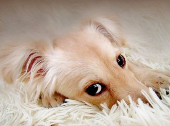 Как обнаружить и как лечить собаку от глистов