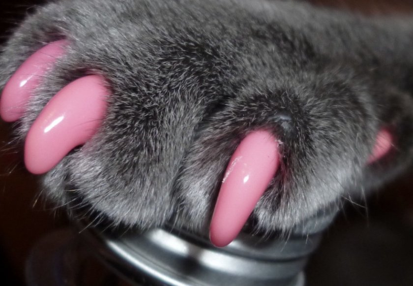 Антицарапки