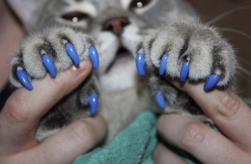 Сколько у кошки ногтей. Антицарапки на когти для кошек. Кошка на ногтях. Коньки на ногтях. Накладки на ногти для кошек.