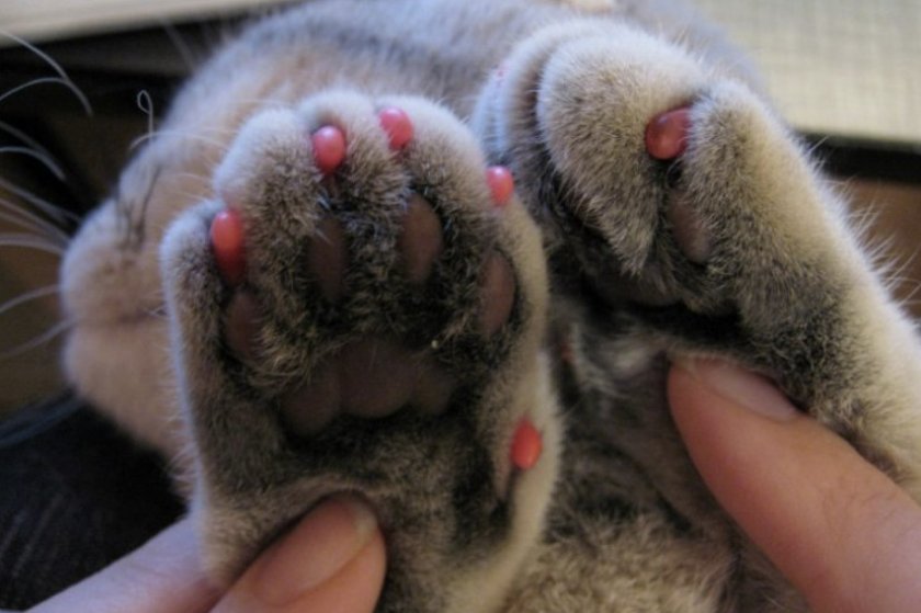 Антицарапки