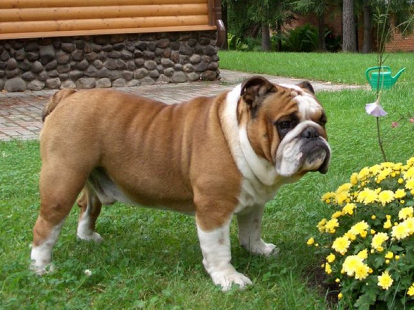 Английский бульдог Английский бульдог