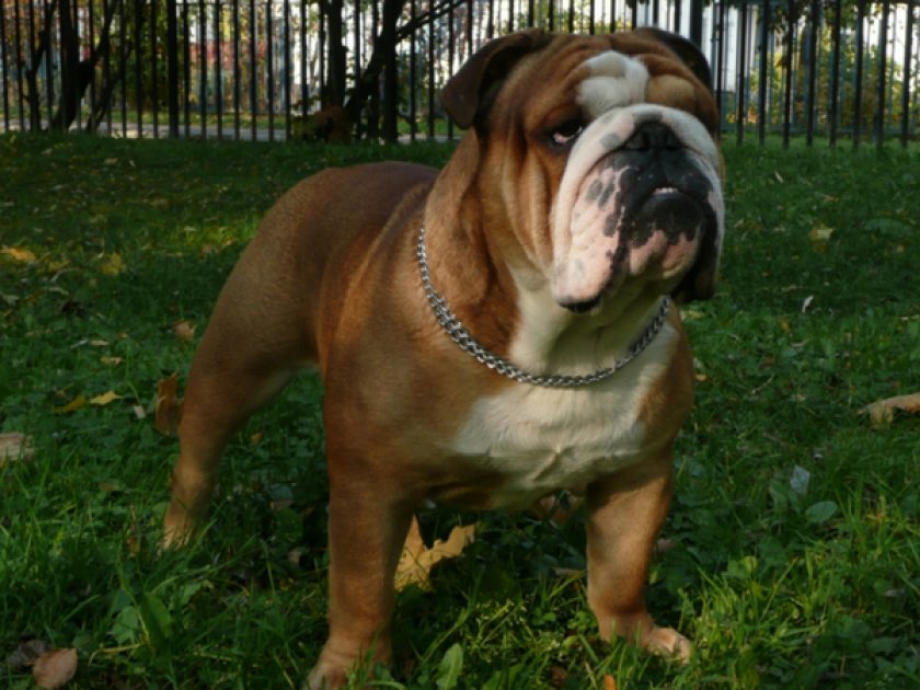Английский бульдог