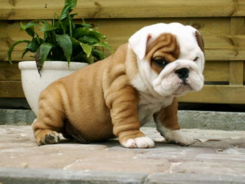 Щенок английского бульдога Щенок английского бульдога