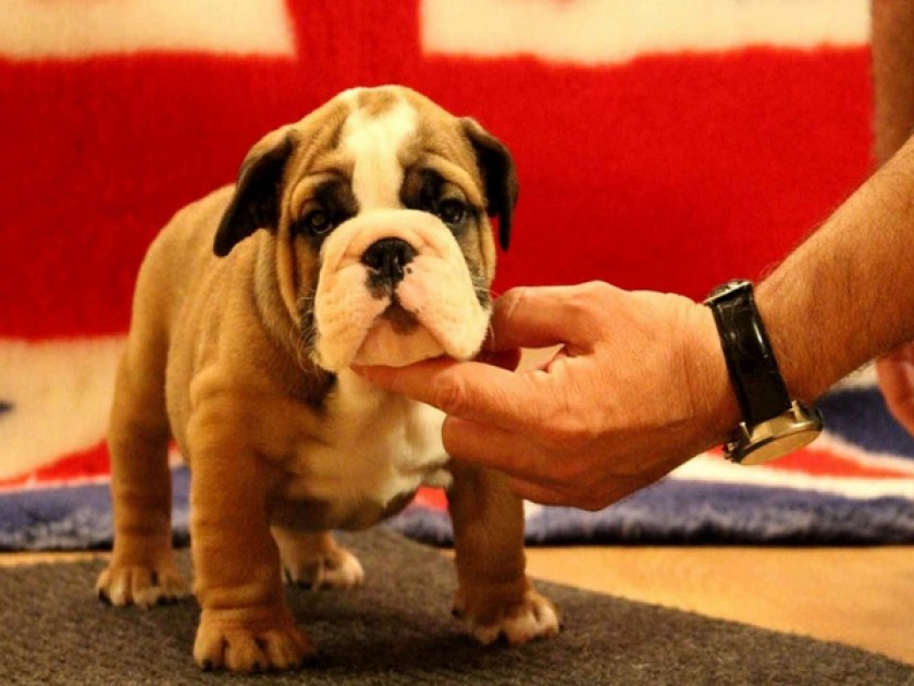 Английский бульдог Английский бульдог